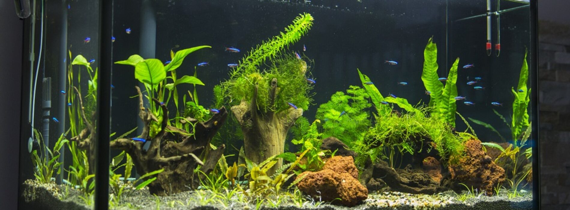 Internetowy akwarystyczny sklep – żywe czy sztuczne rośliny do akwarium? Co wybrać?