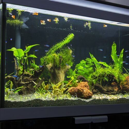 Internetowy akwarystyczny sklep – żywe czy sztuczne rośliny do akwarium? Co wybrać?